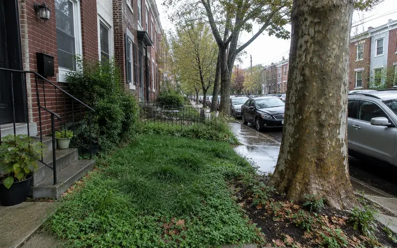 Mature London plane street tree with a lush strip of lawn tracing the sewer lateral
